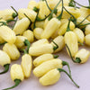 50 Hot WHITE HABANERO PEPPER Capsicum Chinense Vegetable Seeds