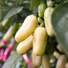 50 Hot WHITE HABANERO PEPPER Capsicum Chinense Vegetable Seeds