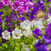 100 MIXED CANTERBURY BELLS - Crown Mix Campanula Medium Flower Seeds