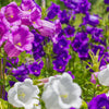 100 MIXED CANTERBURY BELLS - Crown Mix Campanula Medium Flower Seeds