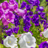 Mixed Canterbury Bells Seeds – – Crown Mix Campanula Medium Flower – photo 2