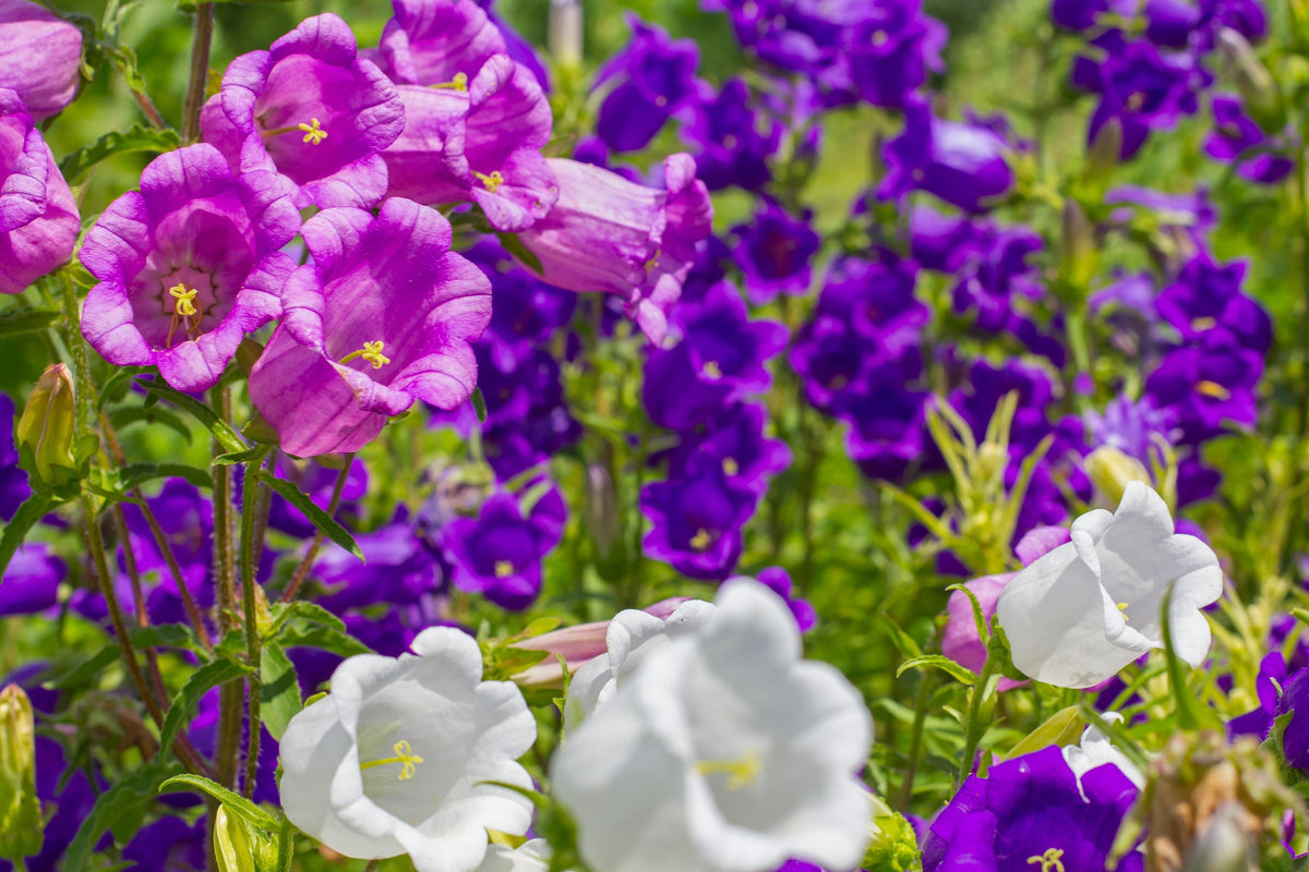 Mixed Canterbury Bells Seeds – – Crown Mix Campanula Medium Flower – photo 2