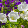 200 White CANTERBURY BELLS - CAMPANULA Medium Flower Seeds
