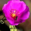50 RED ROCK PURSLANE ' Ruby Tuesday ' Calandrinia Umbellata Magenta Flower Herb Seeds