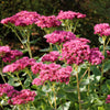 10 EMPEROR'S WAVE SEDUM Red Upright Telephium Succulent Stonecrop Flower Hylotelephium Seeds