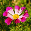 200 COSMOS SEASHELLS Cosmos Bipinnatus Sea Shells Flower Seeds
