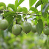 Purple Passion Flower Passion Fruit Granadilla Passiflora Incarnata Vine Seeds – photo 7
