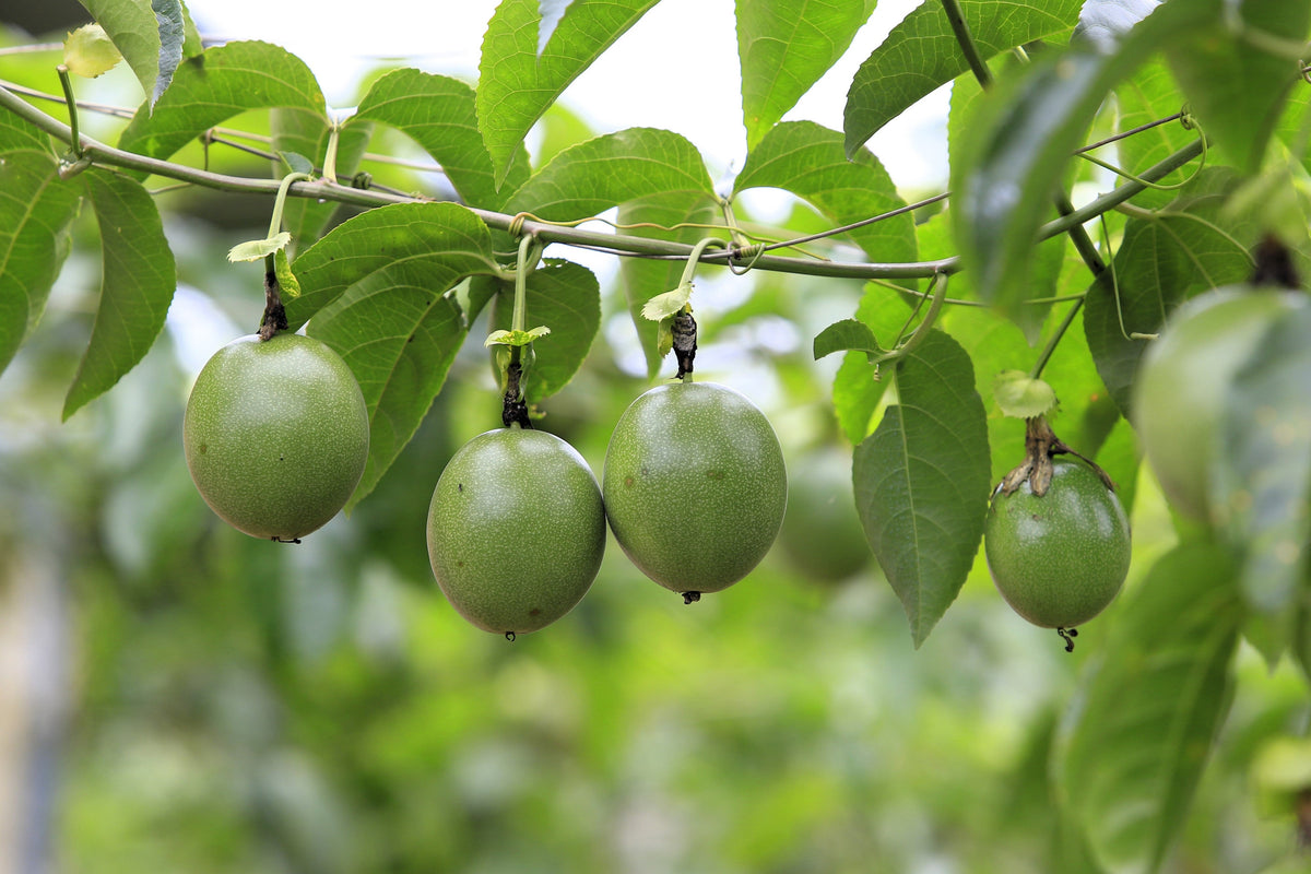Purple Passion Flower Passion Fruit Granadilla Passiflora Incarnata Vine Seeds – photo 7