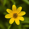 200 Yellow SWAMP MARIGOLD Bidens Aristosa Mutica Flower Seeds