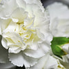 50 WHITE CARNATION Dianthus Caryophyllus Grenadin Flower Seeds