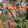 5 AMERICAN PERSIMMON TREE Diospyros Virginiana Fruit Seeds