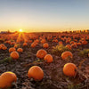 Small Sugar Pumpkin Seeds – Orange Pie or Carving Cucurbita Pepo Vegetable – photo 3