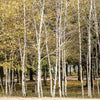 100 WHITE Japanese BIRCH TREE Betula Platyphylla Japonica Seeds
