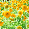 150 Double DWARF TEDDYBEAR SUNFLOWER Helianthus Annuus Yellow Flower Seeds