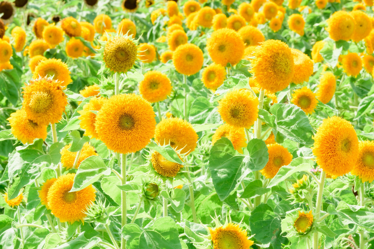 Double Dwarf Teddybear Sunflower Seeds – Helianthus Annuus Yellow Flower – photo 2