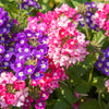 10 TALL GARDEN PHLOX Paniculata Mixed Colors 'New Hybrids Mix' Flower Seeds