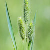 500 DERBY TIMOTHY GRASS Ornamental Phleum Pratense Seeds