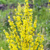 150 YELLOW VERBASCUM Thapsus Common Mullein Flower Herb Seeds