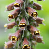 20 MILK CHOCOLATE FOXGLOVE Spanish Digitalis Parviflora Red Brown Flower Seeds