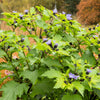 100 APPLE OF PERU Shoofly Plant Nicandra Physalodes Violet Blue Flower Seeds