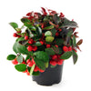 20 Creeping WINTERGREEN / TEABERRY Gaultheria Procumbens Evergreen Flower Seeds