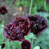 Black Peony Poppy Seeds – Papaver Peoniflorum Flower – photo 8