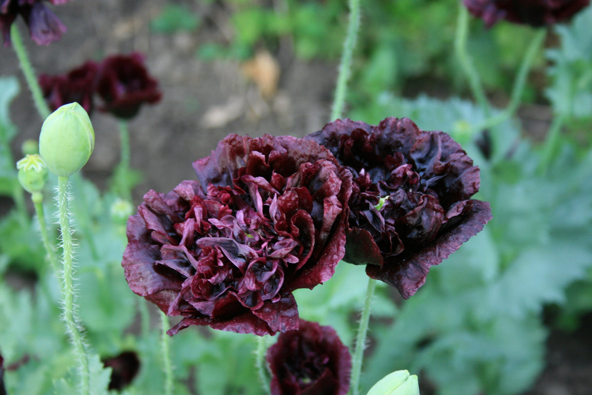 Black Peony Poppy Seeds – Papaver Peoniflorum Flower – photo 8