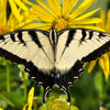 10 Yellow COMPASS PLANT Silphium Laciniatum Prairie Compassplant 4" Flower Seeds