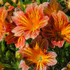 200 Mixed Colors PAINTED TONGUE (Velvet Trumpet Flower) Salpiglossis Grandiflora Virgiana Flower Seeds