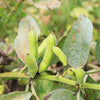 Fordhook Lima Bean Seeds – Phaseolus Lunatus Bush Bean Vegetable – photo 3