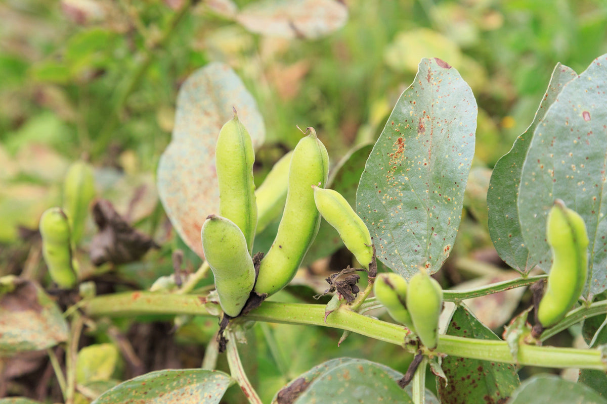 Fordhook Lima Bean Seeds – Phaseolus Lunatus Bush Bean Vegetable – photo 3
