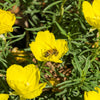 1000 DWARF Yellow CALIFORNIA Tufted POPPY Eschscholzia Caespitosa Flower Seeds