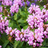 50 PAGODA MIX PRUNELLA Grandiflora Bigflower Selfheal Blue Pink etc Flower Seeds