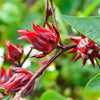 50 ROSELLE HIBISCUS Sabdariffa Rosella Fruit White & Red Flower Seeds