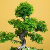 50 CHINESE ELM TREE (Lacebark) Ulmus Parvifolia Seeds