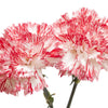 50 PICOTEE MIX CARNATION Dianthus Caryophyllus Double Bicolor Striped Flower Seeds