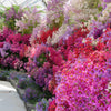 200 Mixed Colors BUTTERFLY ORCHID (Poor Mans Orchid / Angel Wings) Schizanthus Wisetonensis Flower Seeds