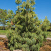 30 Mexican WEEPING PINE TREE Evergreen Pinus Patula Seeds