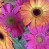 1000 MIXED AFRICAN DAISY ( Cape Marigold / Sun Marigold ) Dimorphotheca Sinuata Flower Seeds