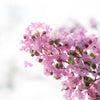 35 Light PINK CREPE MYRTLE Crape Tree Shrub Lagerstroemia Indica Flower Seeds