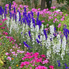 100 ROCKET LARKSPUR DELPHINIUM Consolida Giant Imperial Mixed Colors Flower Seeds