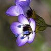 1000 BIRDS EYES Gilia Tricolor Lavender White Native Fragrant Hummingbird Flower Seeds