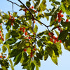 10 ITALIAN PERSIMMON TREE Dateplum Date Plum Fruit Diospyros Lotus Seeds