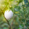30 EASTER EGG PLANT (Easter Eggplant / Ornamental Eggplant / Nest Egg) Solanum Ovigerum Seeds