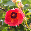 10 PORTIA TREE Yellow Pink Purple Flowers Change Color Pacific Rosewood Tulip Thespesia Populnea Seeds