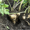 1000 ALL AMERICAN PARSNIP Pastinaca Sativa White Root Vegetable Seeds