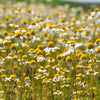 1000 GERMAN CHAMOMILE Matricaria Recutita Chamomilla Herb Flower Seeds