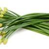 500 CHINESE LEEK (Oriental Garlic / Garlic Chives / Chinese Chives / Flat Chives) Allium Tuberosum Vegetable Seeds