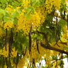 15 GOLDEN SHOWER TREE Gold Rush Yellow Cassia Fistula Flower Seeds