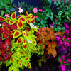 Mixed Colors Coleus Rainbow Mix Seeds – Shade Houseplant Solenostemon Flower – photo 4